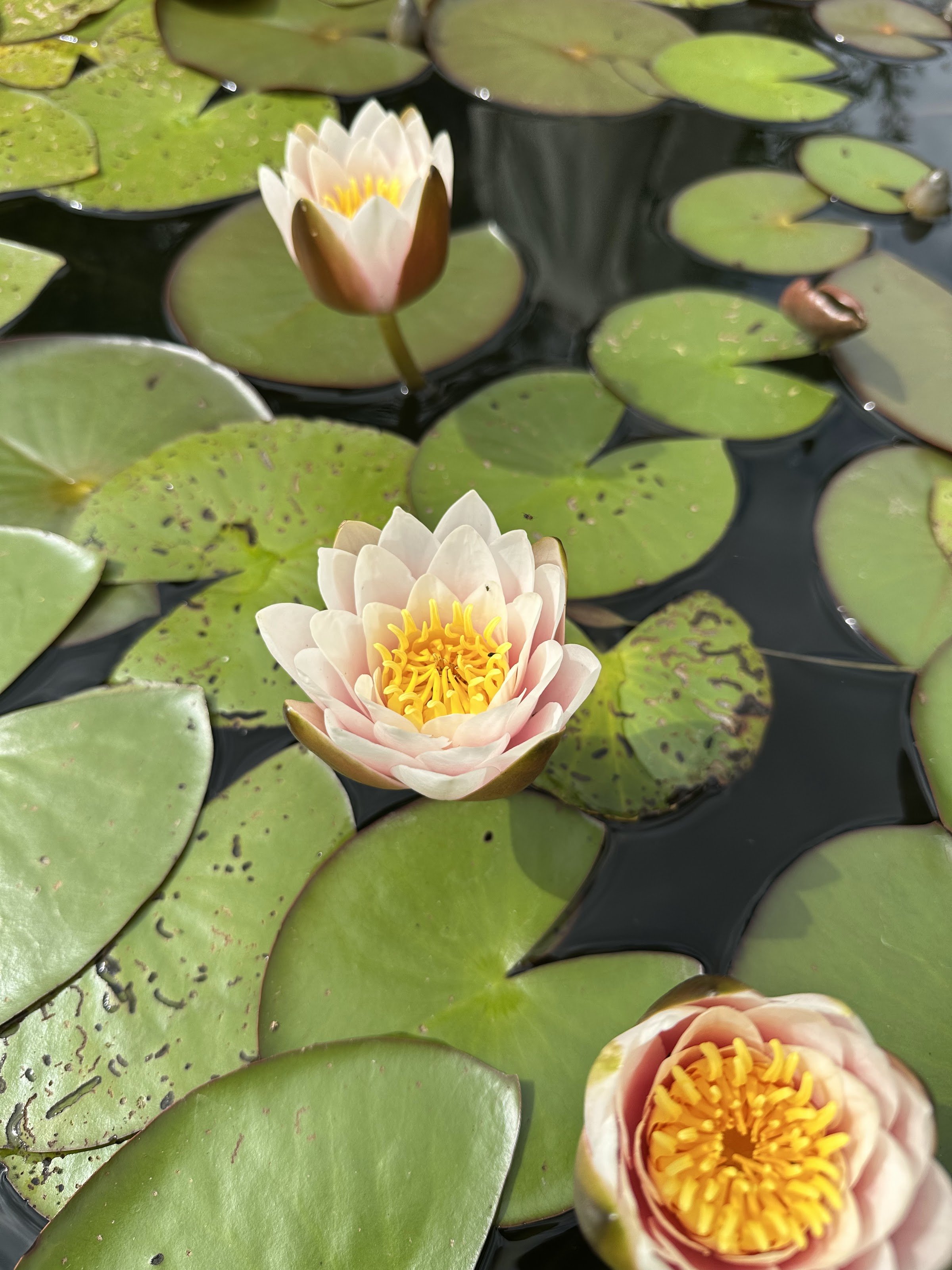Les Jardins Fruitiers de Laquenexy